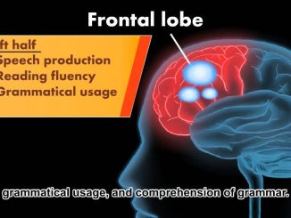 How Reading Changes the Brain
